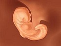 Embryo in der 4. Woche