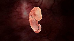 Embryo mit 25 Tagen