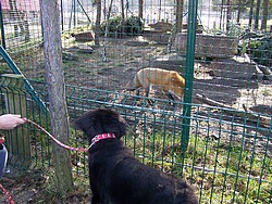 Anju und der Fuchs