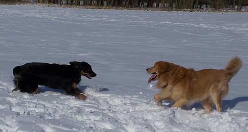 Hundekind Akito und Hundekind Dwina beim Toben