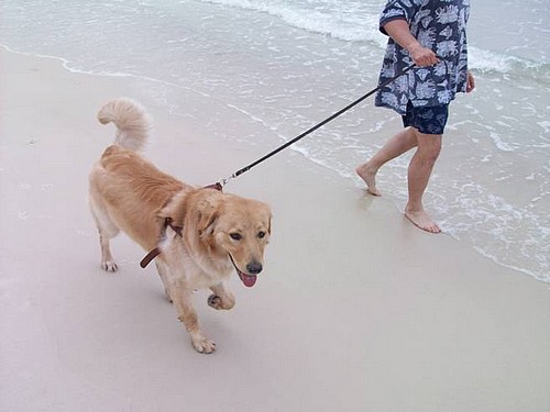 Bronski und Eugene am Strand in Florida, Urlaub