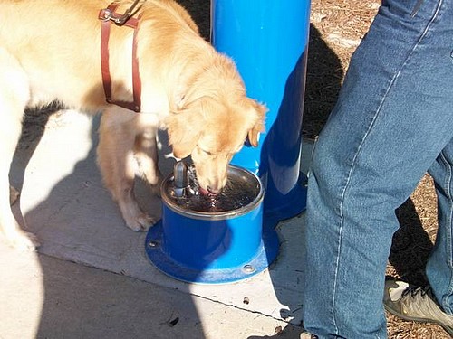 Trinkbrunnen für Hunde